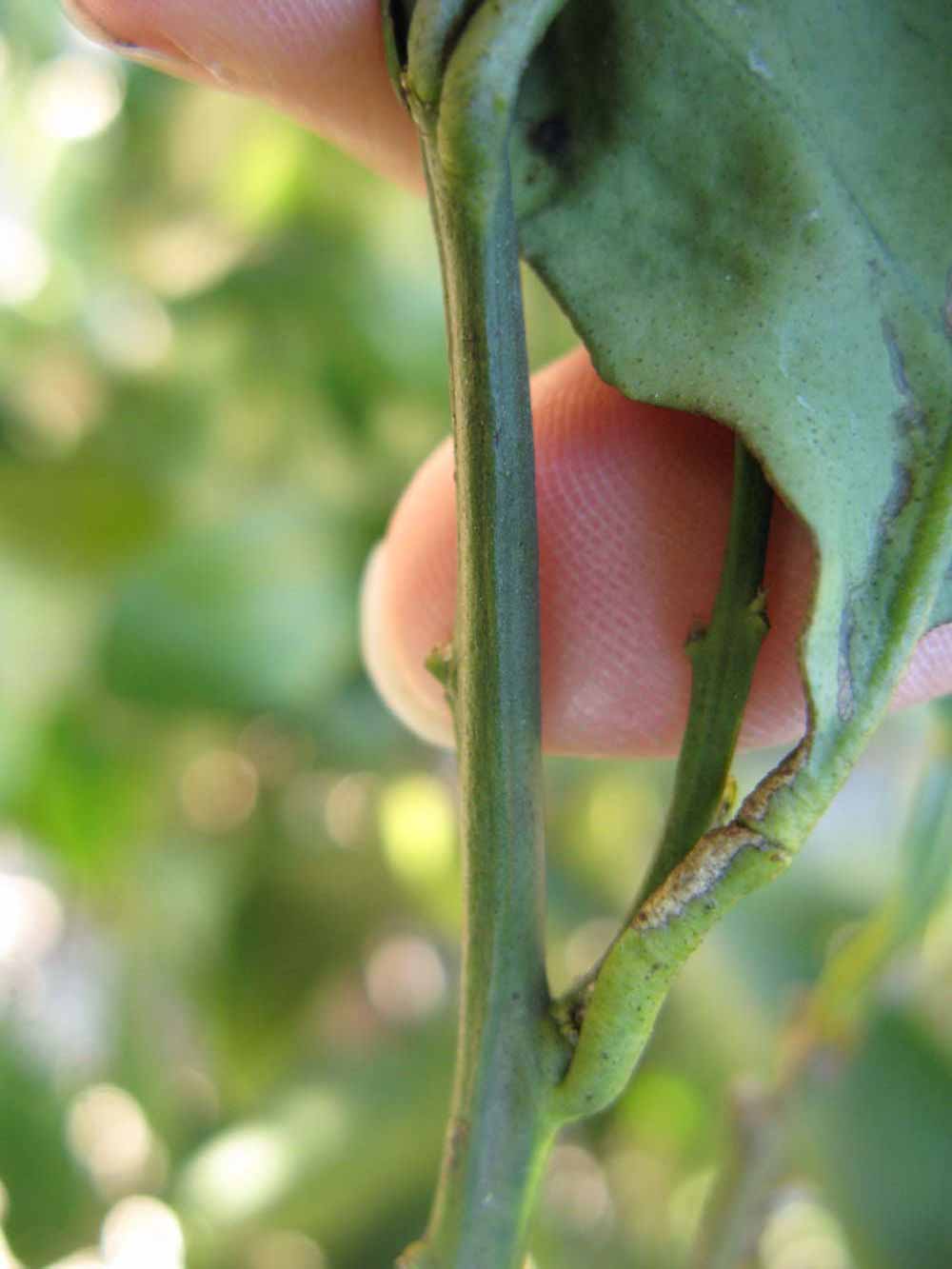              First year twig (Winter Haven, FL)       